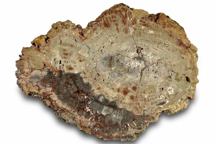 Polished Petrified Wood (Araucarioxylon) Slab - Arizona #305320